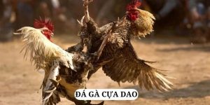 Đá gà cựa dao