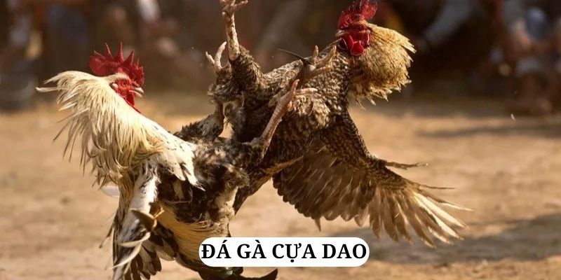 Đá gà cựa dao