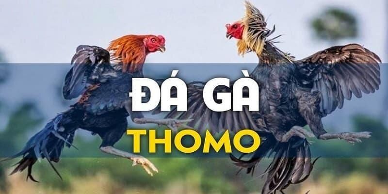 Sơ lược về hình thức giải trí đá gà Thomo thú vị